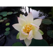 (PA) FLOR DE LÓTUS - Creme com pontas rosadas